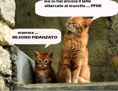 TRA DU' GATTINI !! - 22/11/2012