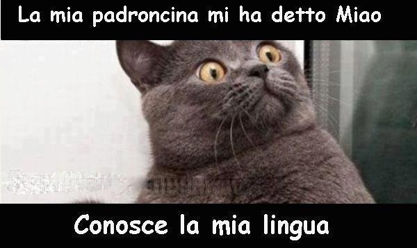 Immagine Divertente - 02/02/2013