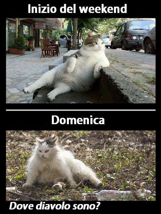 Immagine Divertente - 10/03/2013