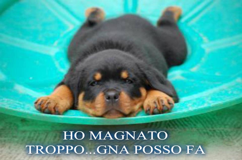 Immagine Divertente - 02/04/2013