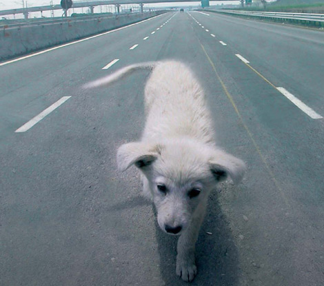 Vuole abbandonare il cane ma lui la insegue e viene scoperta. Ma non tutto è come sembra - VIDEO - 12/04/2013