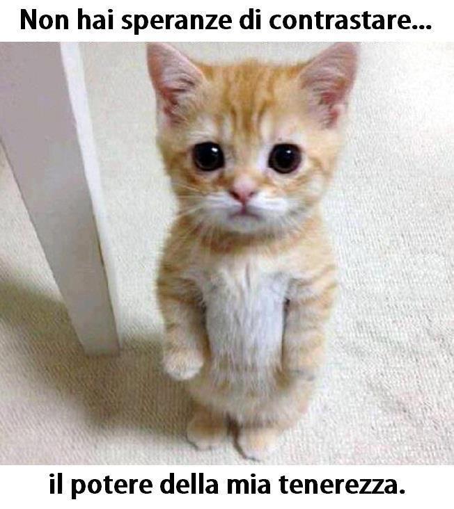 Immagine Divertente - 05/05/2013