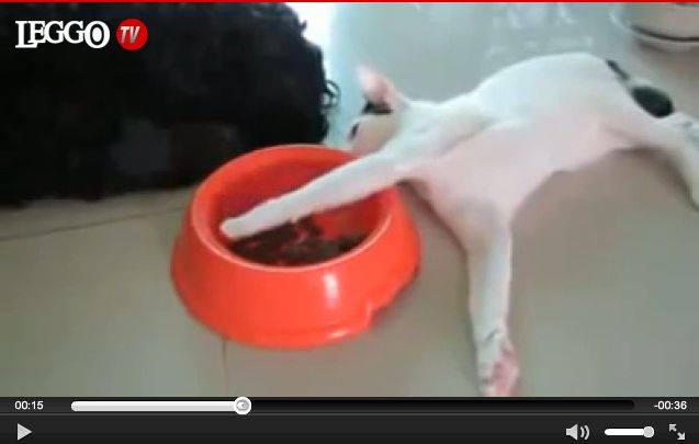 Il gatto cerca di rubare il cibo del cane. Scoperto, fa finta di dormire - Il video virale - 14/09/2013