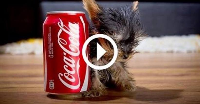 ECCO IL CANE PIU' PICCOLO DEL MONDO - VIDEO - 23/04/2014