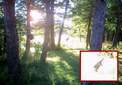 SEMBRAVA UNA LIBELLULA MA CIO' CHE SCOPRONO E' INCREDIBILE - VIDEO - 15/06/2015