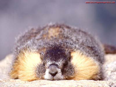 CE SO' QUEI MOMENTI IN CUI VORREI ESSE'... 'NA MARMOTTA SPENSIERATA !! - 04/03/2012
