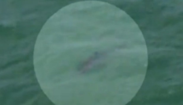 SQUALO BIANCO ATTACCA E UCCIDE ADAM, FILMAKER 40ENNE - VIDEO - 27/02/2013