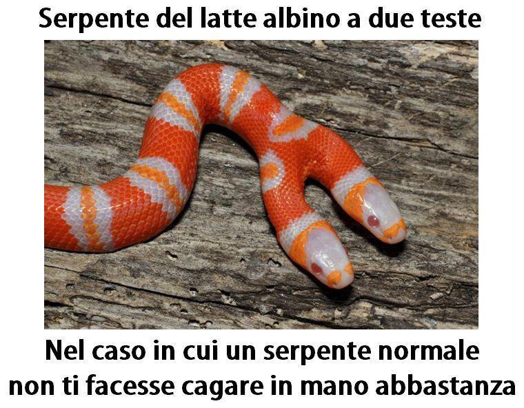 Immagine Divertente - 27/02/2013