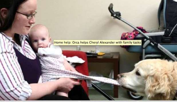 ORCA, IL CANE BABY SITTER: AIUTA LA MAMMA DISABILE A CAMBIARE PANNOLINI - VIDEO - 25/03/2013
