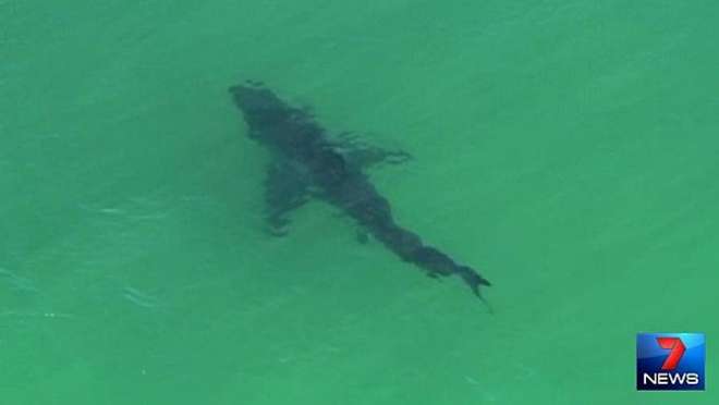 AUSTRALIA CHOC, UOMO UCCISO DA UNO SQUALO A BYRON BAY: ''GLI HA AZZANNATO LA GAMBA'' - 09/09/2014