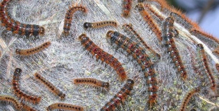 ALLARME IN ITALIA: ARRIVA LA LARVA KILLER CHE COLPISCE UOMINI E ANIMALI - 24/03/2015