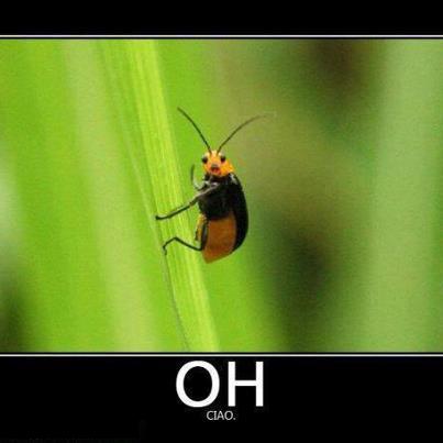 Immagine Divertente - 10/06/2012
