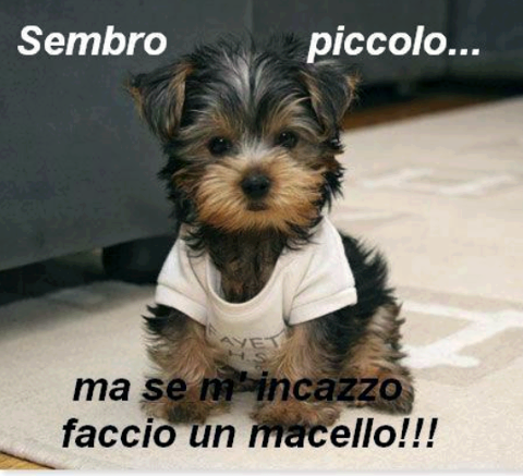 Immagine Divertente - 29/11/2012
