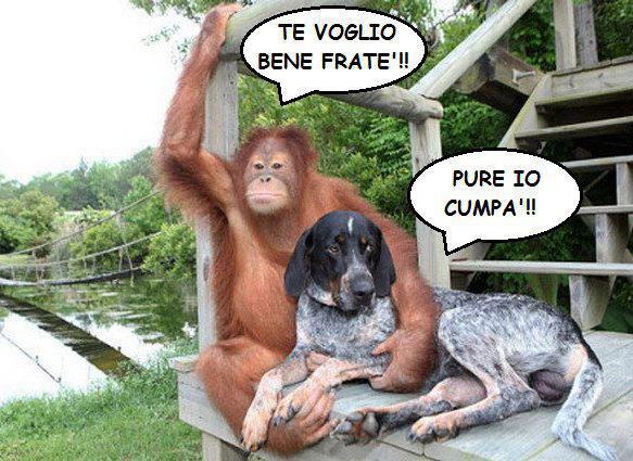 Immagine Divertente - 01/11/2012