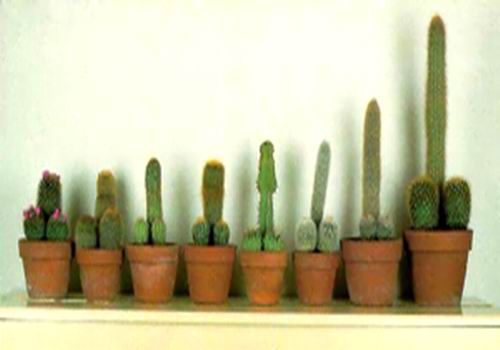 Scherzo della natura - 19/03/2012