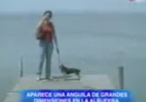 VIDEO SHOCK: ATTACCO DELL'ANGUILLA GIGANTE - 01/07/2013