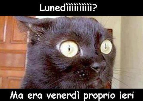 Immagine Divertente - 18/02/2013