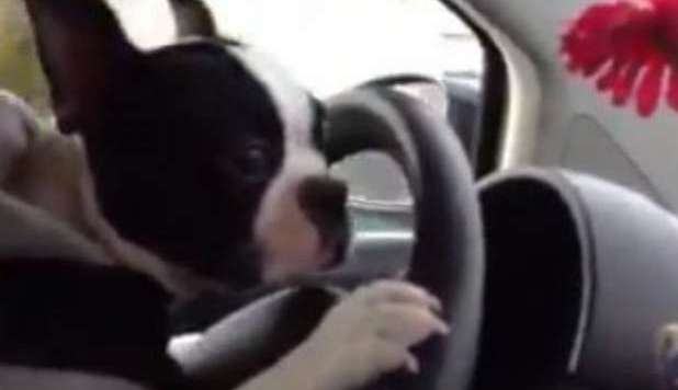 IL CANE GUIDA L'AUTO A NEW YORK. IL VIDEO FA IL GIRO DEL WEB - GUARDA - 03/05/2013