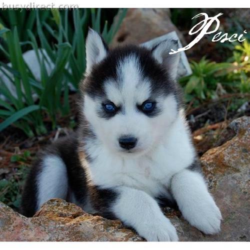 Il tuo segno zodiacale per ogni cucciolo: PESCI - 17/04/2012