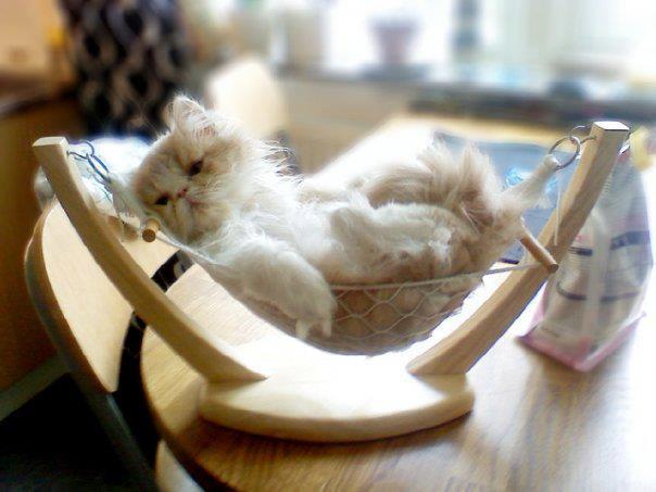 NUN ME STRESSA'... CHE ME DEVO RIPOSA' !! - 19/06/2012