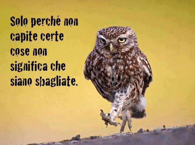 Immagine Divertente - 19/11/2012