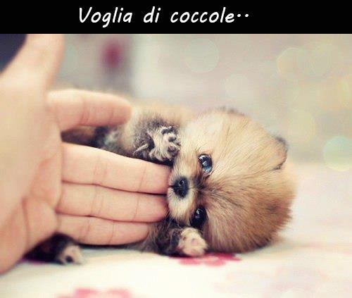 Immagine Divertente - 01/12/2012