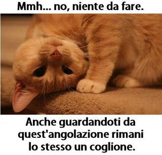 Immagine Divertente - 21/05/2012