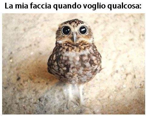 Immagine Divertente - 25/05/2013