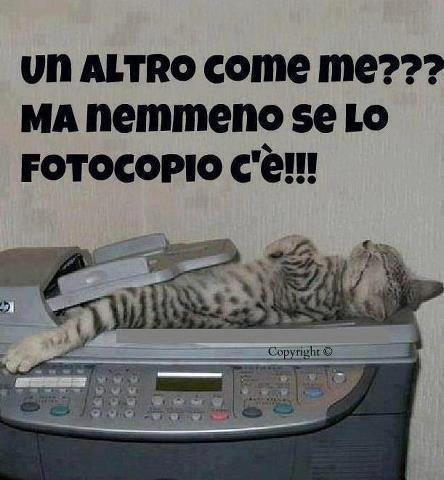 Immagine Divertente - 06/03/2013