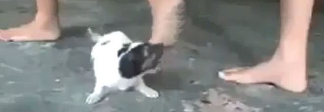 RAGAZZINE PRENDONO A CALCI UN CUCCIOLO DI CANE FINO AD UCCIDERLO: IL VIDEO CHE INDIGNA IL WEB - 07/10/2013