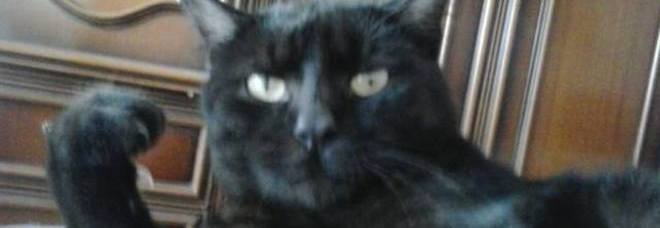 FOLLIE SOCIAL. BOOM DI GATTI NERI ABBANDONATI: NON VENGONO BENE NELLE FOTO - 04/08/2014
