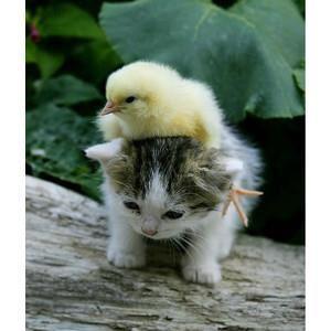 QUANNO L'AMICIZIA E' VERA... - 21/03/2012