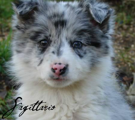 Il tuo segno zodiacale per ogni cucciolo: SAGITTARIO - 17/04/2012