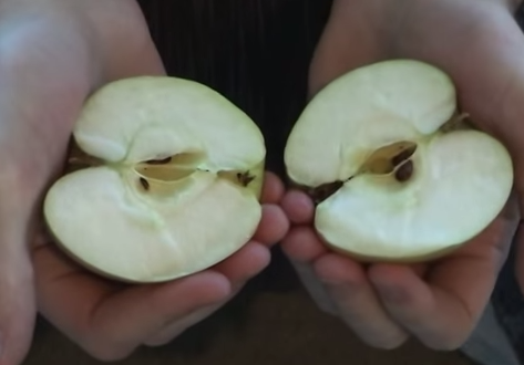 CREDETE SIA POSSIBILE DIVIDERE UNA MELA PERFETTAMENTE SOLO CON L'USO DELLE MANI ?! - VIDEO - 02/08/2014