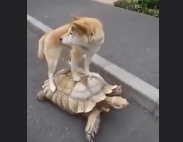 CHE I CANI SIANO INTELLIGENTI E' RINOMATO MA QUESTO E' GENIALE! - VIDEO - 05/08/2014