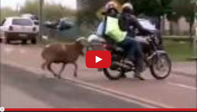 MEGLIO NON FAR ARRABBIARE UNA PECORA - VIDEO - 24/04/2014