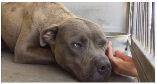 IL PITBULL DA COMBATTIMENTO VIENE ACCAREZZATO PER LA PRIMA VOLTA. ECCO LA SUA REAZIONE - VIDEO - 29/10/2015