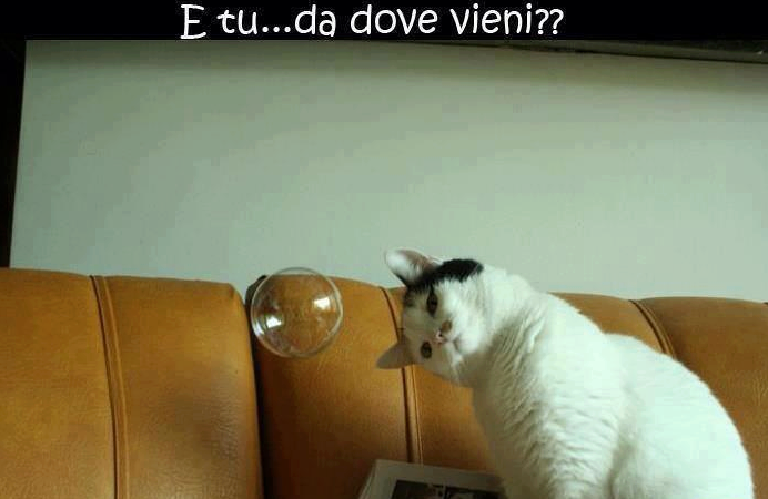 Immagine Divertente - 14/05/2013