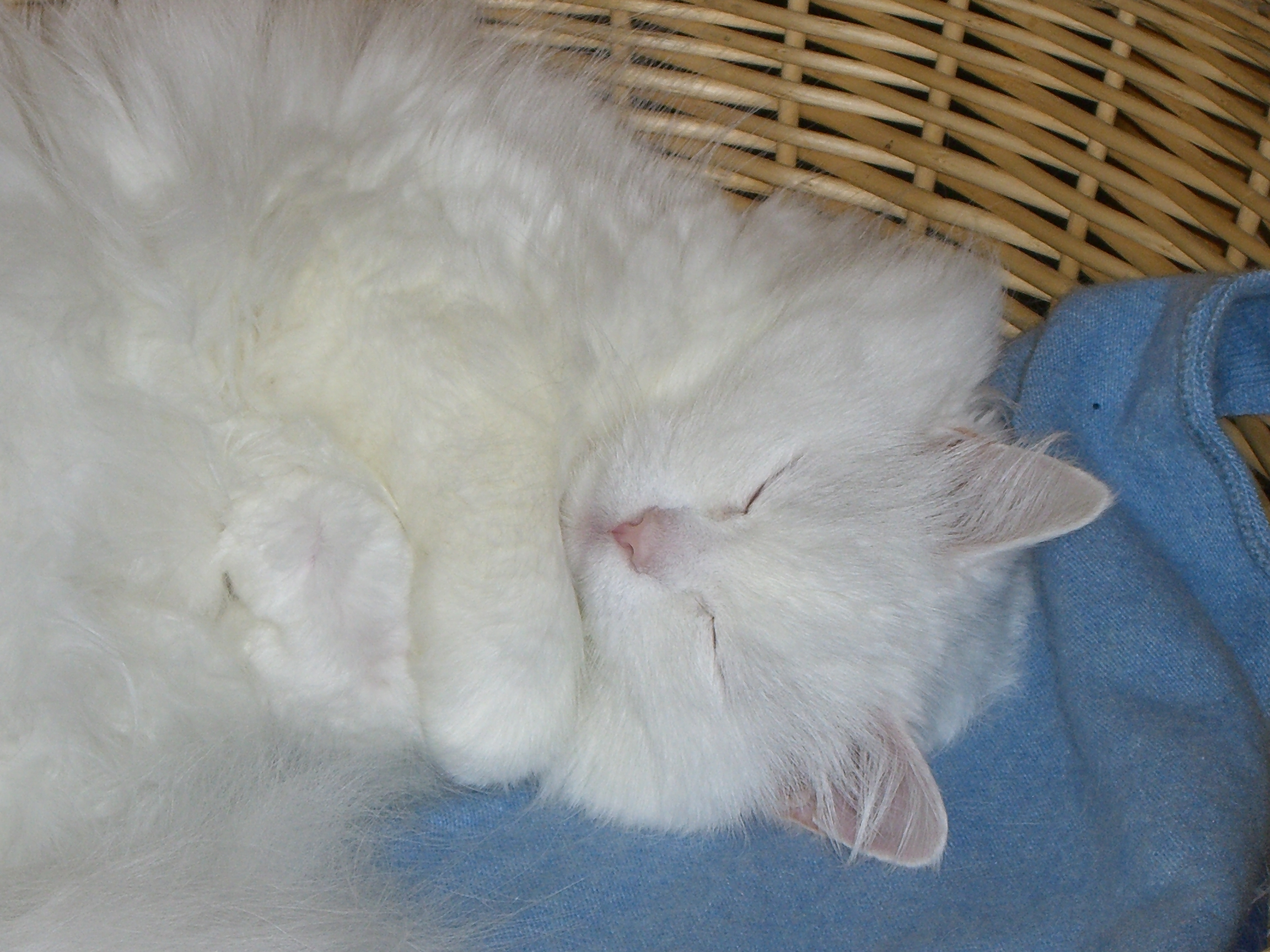 CELESTE - 31/03/2012