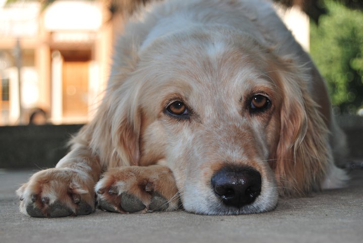 CHARLIE - 31/03/2012