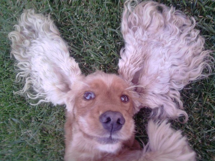 COCHI - 31/03/2012