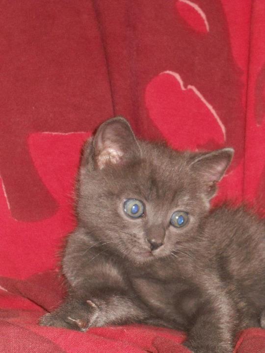CORTANA - 31/03/2012