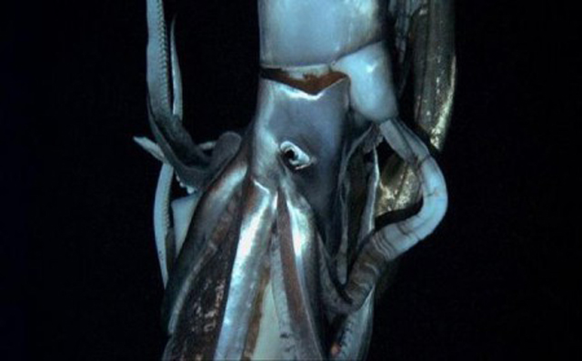 Avvistato per la prima volta un 'Kraken' vivo, a 640 m di profondità - 19/02/2013
