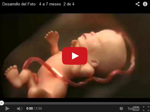 LA VITA UMANA NEL GREMBO MATERNO - VIDEO - 05/12/2013