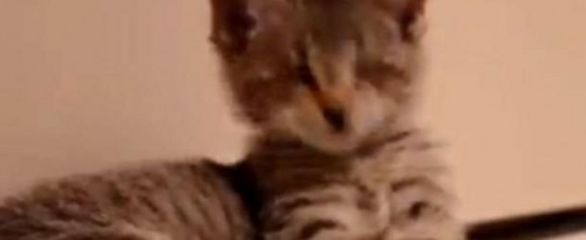 GATTINO CIECO GIOCA CON LA PALLA: ECCO IL VIDEO CHE HA COMMOSSO IL WEB - VIDEO - 09/08/2014