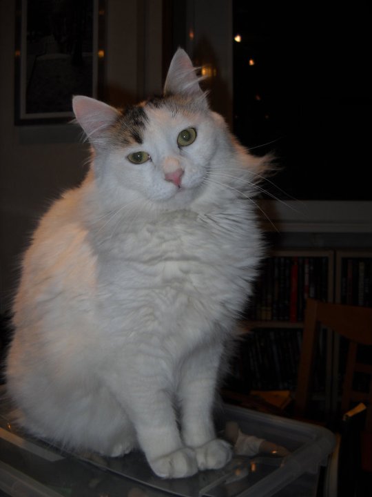 JADZIA - 31/03/2012