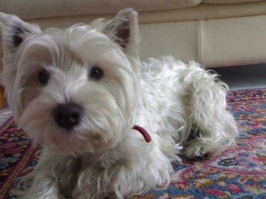 LILLO - 31/03/2012