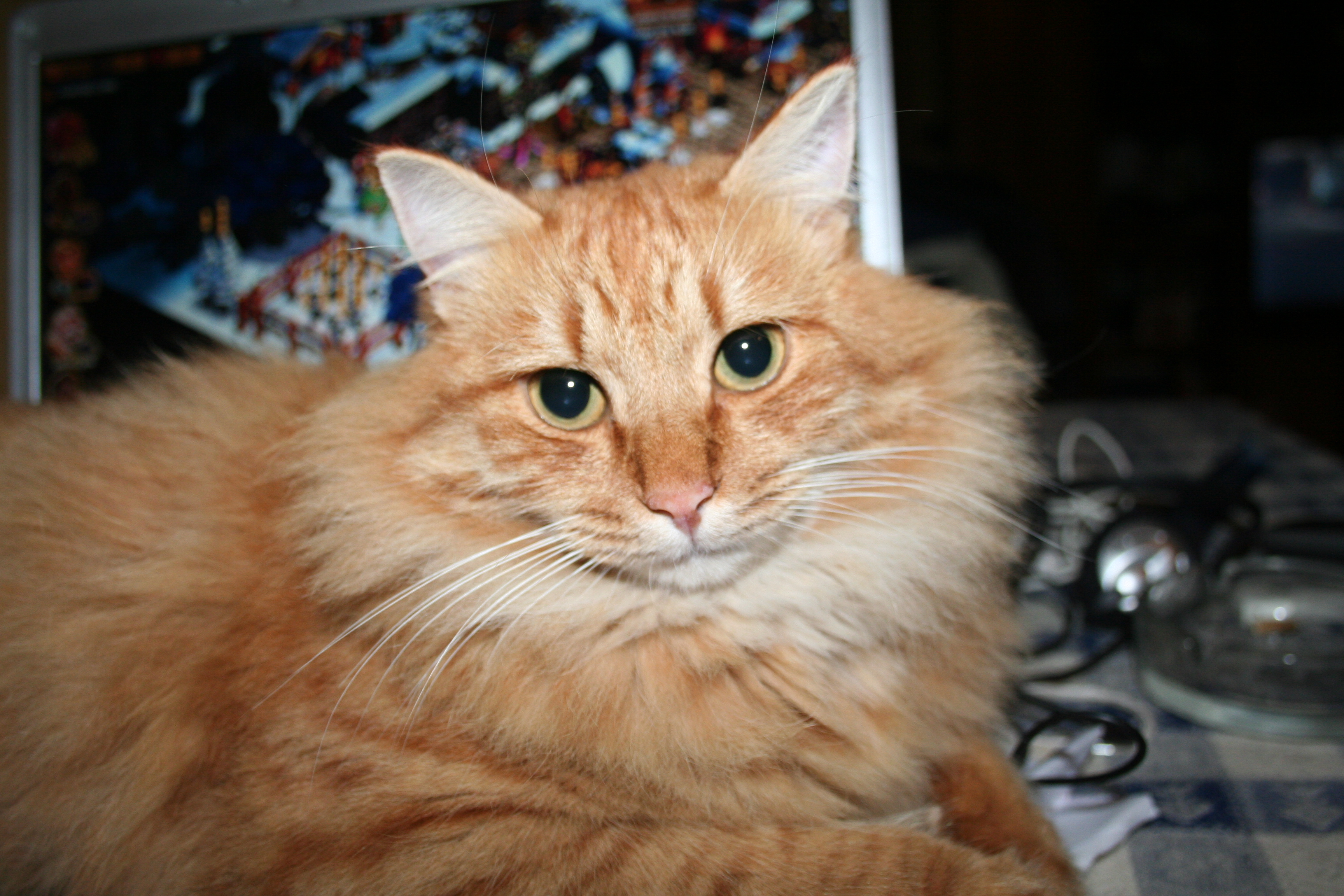 MIMMO - 31/03/2012
