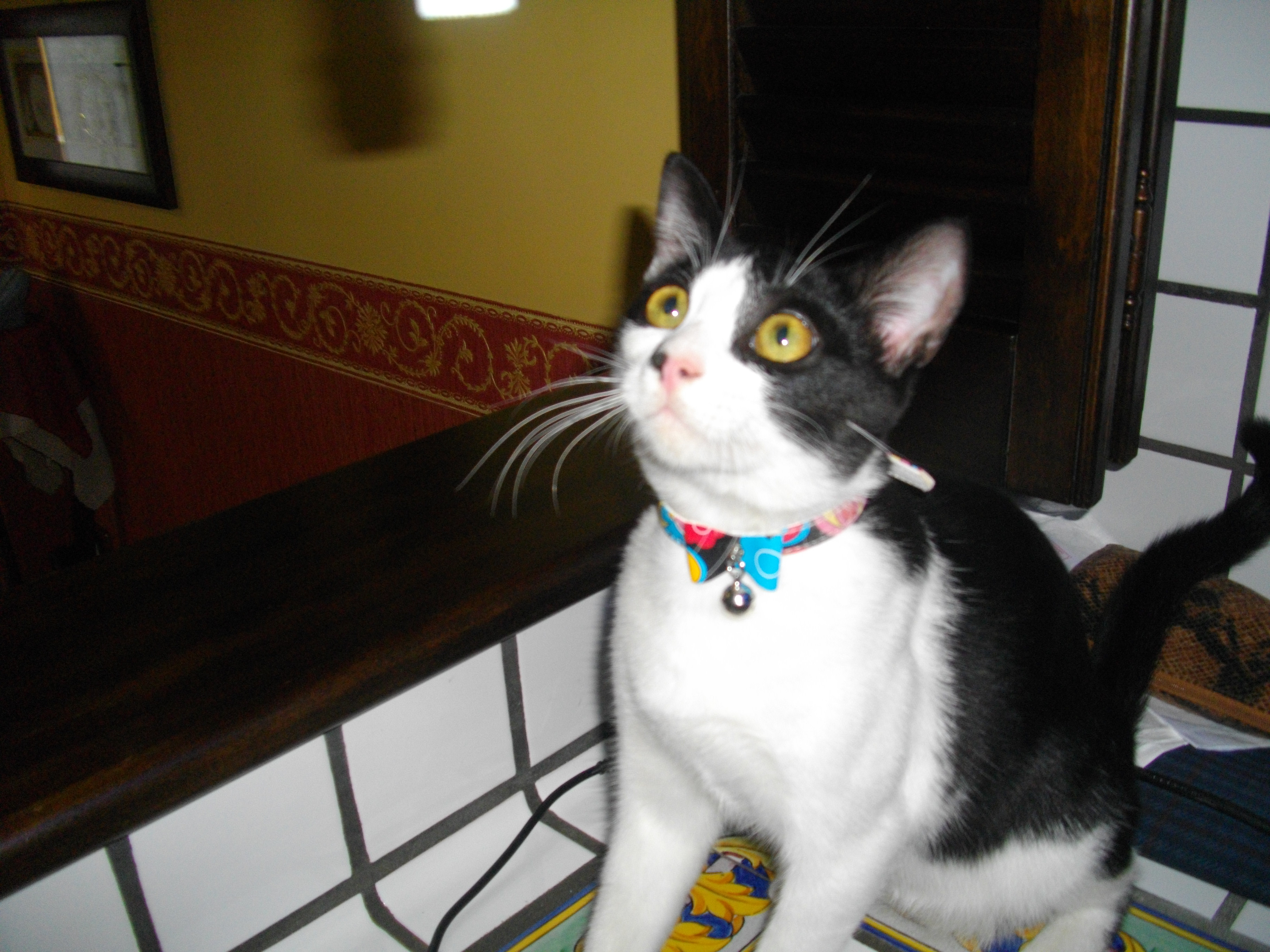 NERONE - 31/03/2012