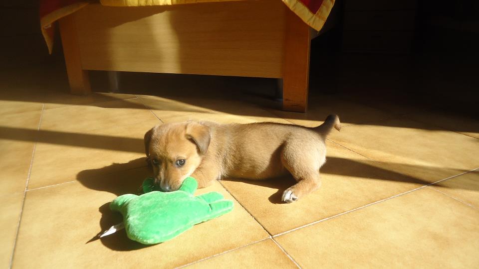 NOCCIOLINA - 31/03/2012